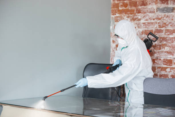 Best Black Mold Removal  in Woodlands, CA