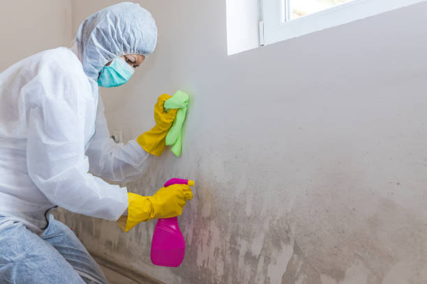 Best Environmental Consulting for Mold Prevention  in Woodlands, CA