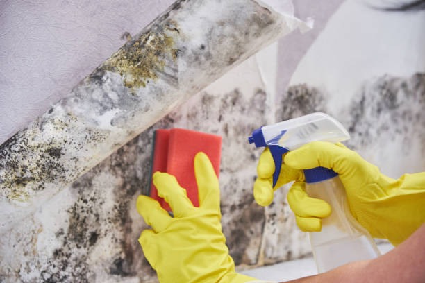 Best Mold Remediation for Healthcare Facilities  in Woodlands, CA