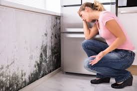 Mold Documentation for Insurance Claims in Woodlands, CA